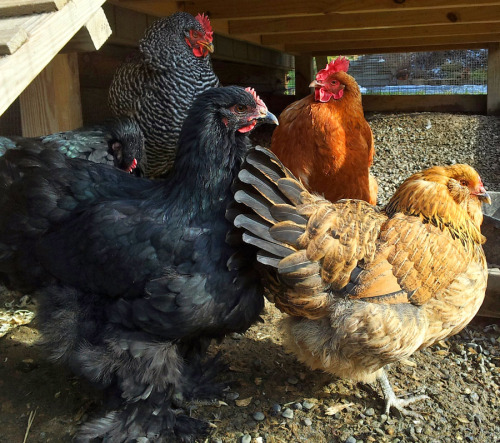 cluckyeschickens: nambroth: It’s been a bit cold, lately. The girls (and One Mr. Baron Ruffler
