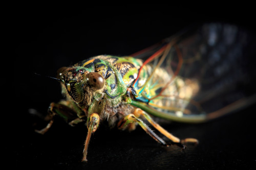 onenicebugperday:Chorus Cicada, Amphipsalta zealandicaPhotos by Sy on Flickr