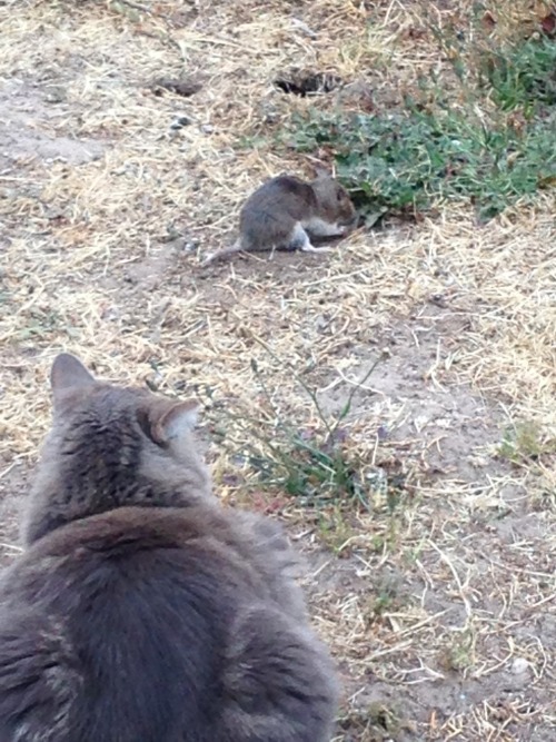 alegbra:  princeofsugoi:  alegbra:  my cat has been staring at this gopher for like 10 minutes I think he’s waiting to kill him until he finishes digging how polite  he’s letting him dig his own grave  …oh 