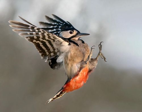 birdblues:Great Spotted Woodpecker