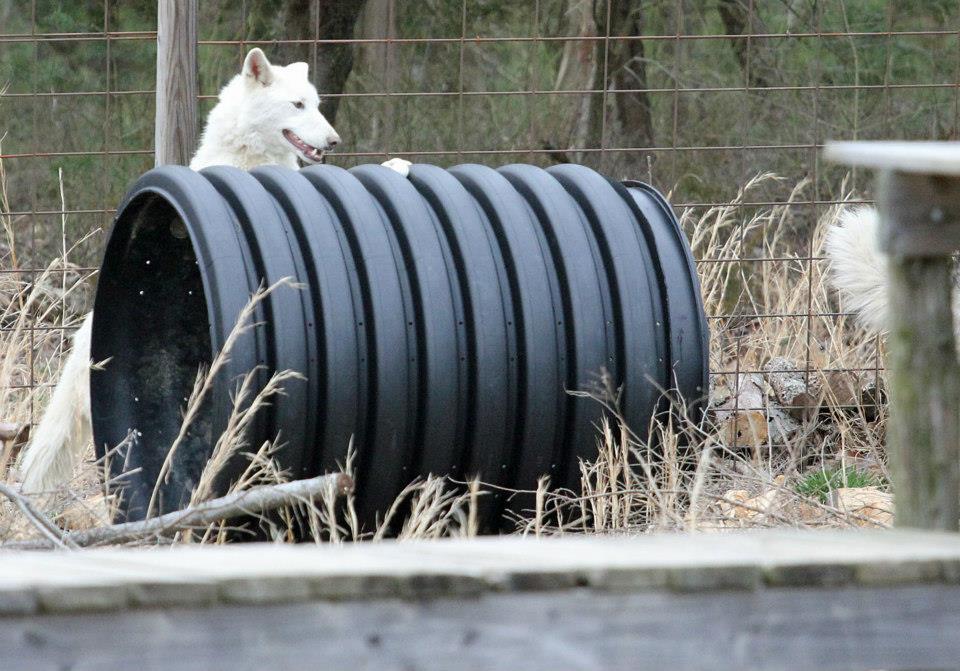 Proper Wolfdog Care