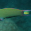 miphilfishblog