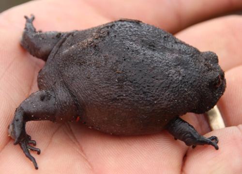 toadschooled:The raw anger of the black rain frog [Breviceps fuscus], a south African native that sp