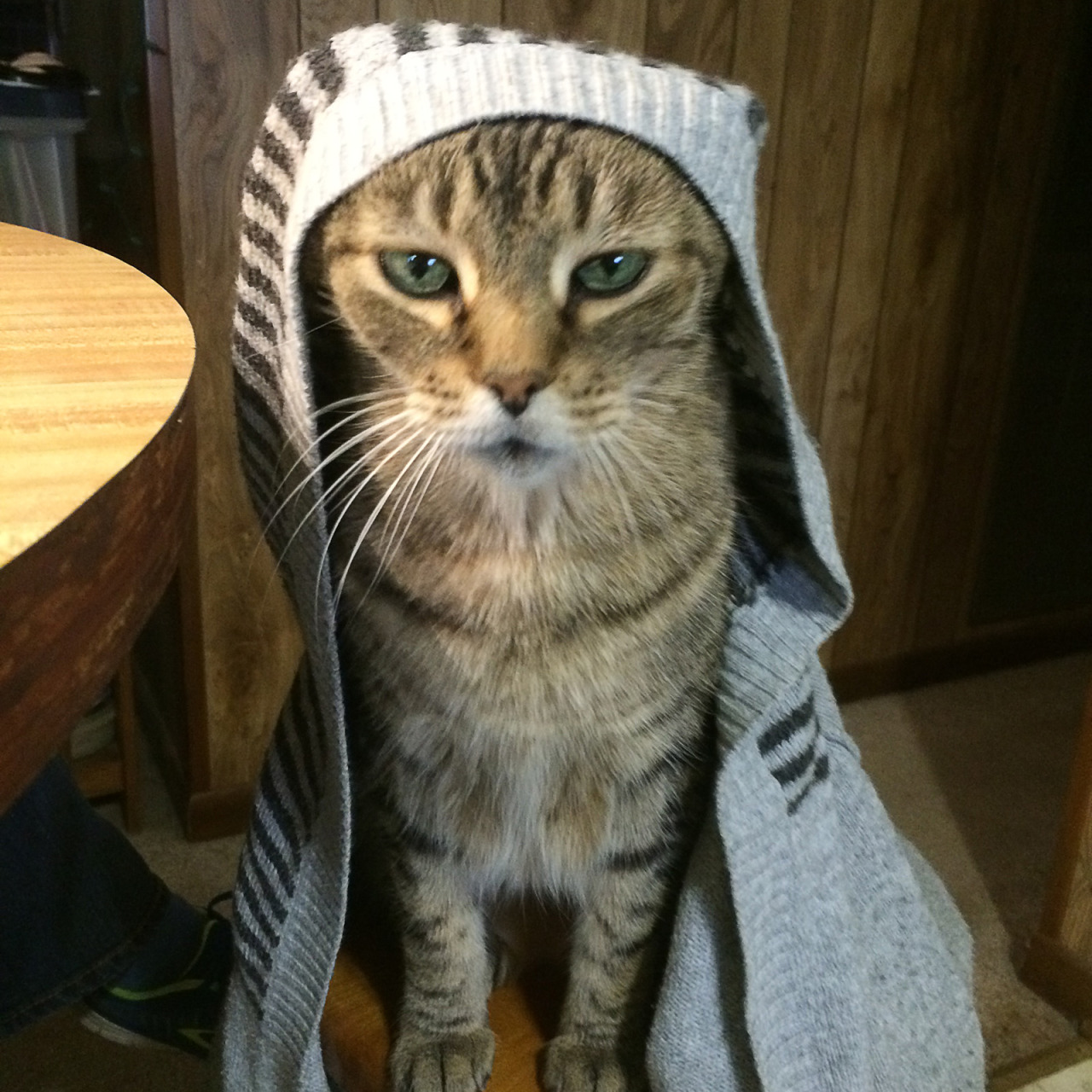 catsbeaversandducks:  May The Force Be With These 10 Jedi Khajiits “If you have