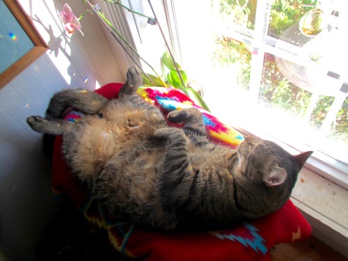 ohnopicturesofanothercat:Utley upside down, aka “sea of fluff”.