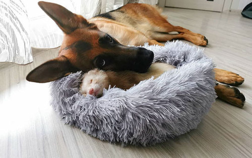 awesome-picz: Meet Nova The German Shepherd And Pacco The Ferret, That Are The Unlikeliest Of Best B