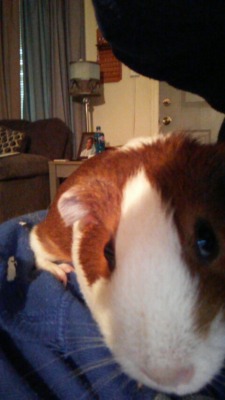 I don’t have a puppy but I have a guinea