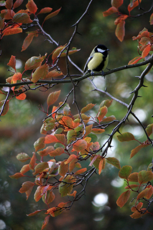 bookofoctober:Photo by Rebekka85