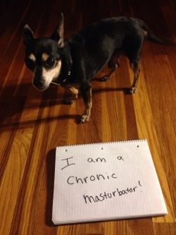 gaymommy:  Rex was far overdue for a dog shaming photo