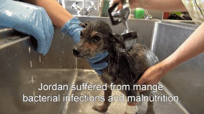 gifsboom: A brave little dog gets rescued from the river. [video]