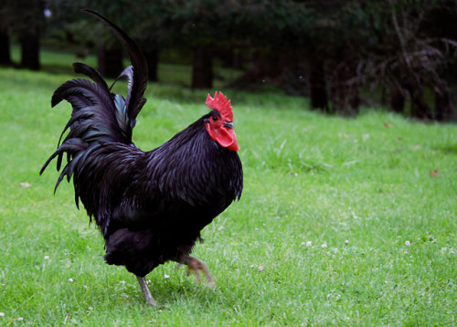 When his wattles get like that, you know he zoomin