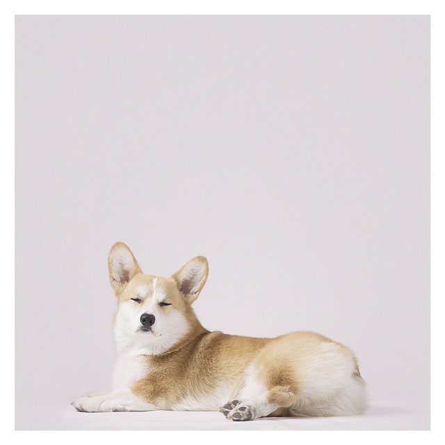 corgiaddict:  geordilacorgi:  Contemplating the meaning of life. #corgi  look at