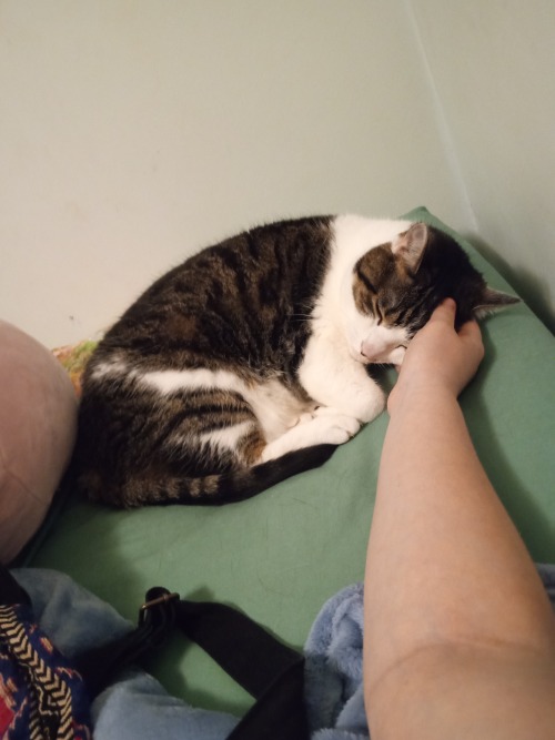 Opinions On My Cat? Her Name Is Harper And I Would Die For Her