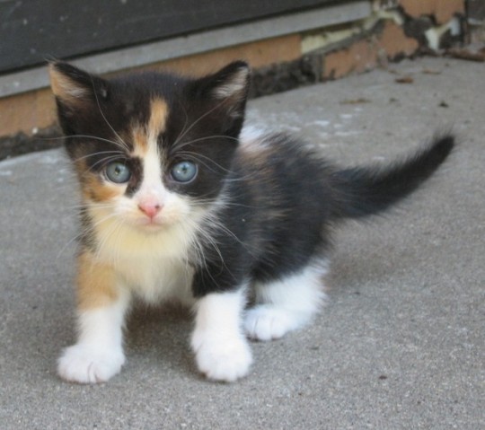 Black calico kittens