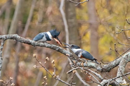 1st time ever seeing this behavior! Belted Kingfisher ♂️ offering the female a fish. You never know 