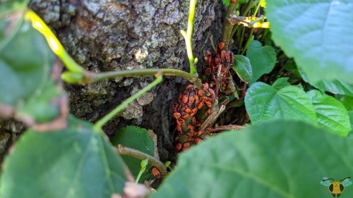 Firebug (aggregation) - Pyrrhocoris apterusValentine’s Day may have been yesterday, but we can still