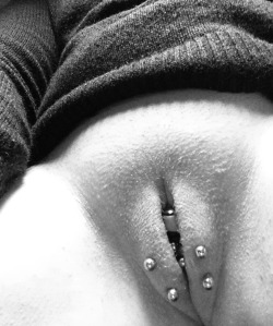 pussymodsgalore:  pussymodsgalore  Four outer labia piercings with short barbells, VCH piercing. 