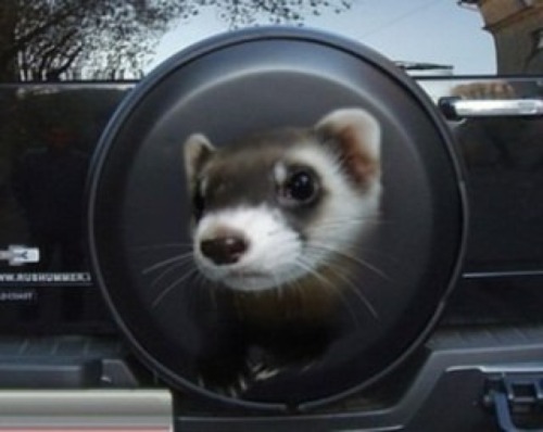 wotter16:  ferret-farm:  When you are totally obsessed with your ferret  @fiztheancient 