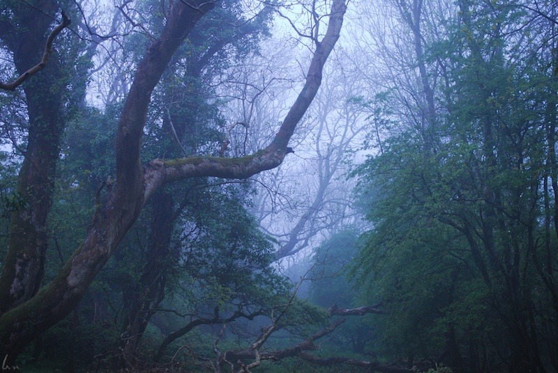 mariposa&ndash;muerta:  buron:The Wood beyond the World (4)©buron ‘14  +aqui
