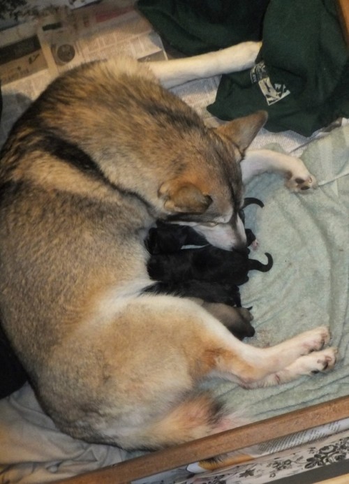 day 1 and day 14 the oops litter turned 2 weeks old yesterday! developmental diary type thing a