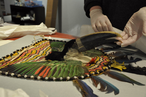 How to Pack Your Toucan! (Part 1) Associate Conservator Angela Duckwall had an unusual task this wee