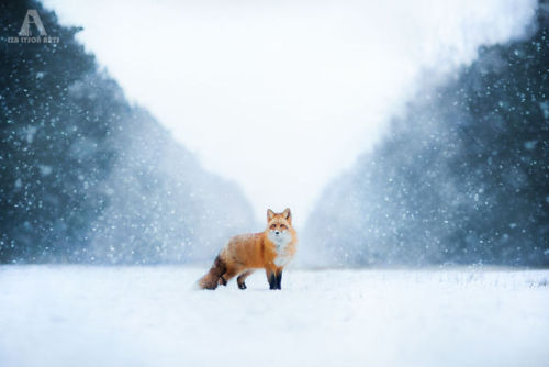 landscape-photo-graphy: Young Photographer Highlights a Playful Fox Named Freya Poland based young 