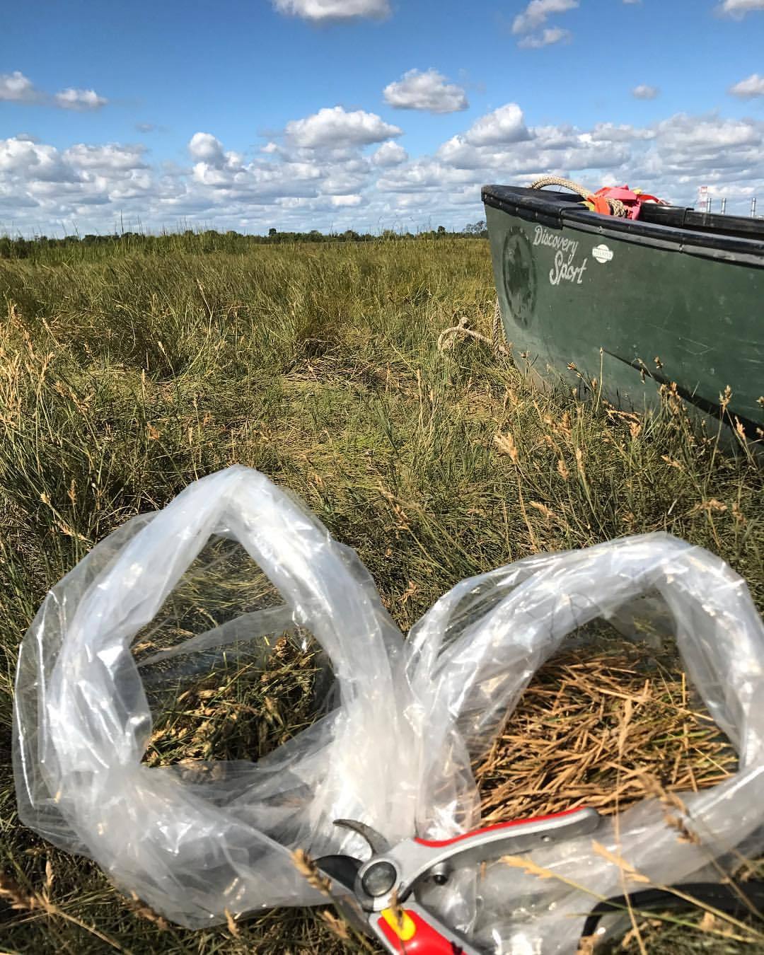 Current scene. High #marsh collecting might be hard on your back, but the zen state is 👌🏼 #paddletowork #iamaseedcollector (at Sawmill Creek)