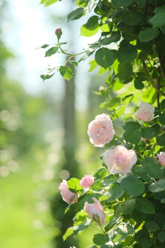 Spring roses.