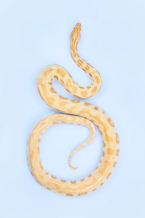 nevver:Don’t tread on me, Andrew McGibbon