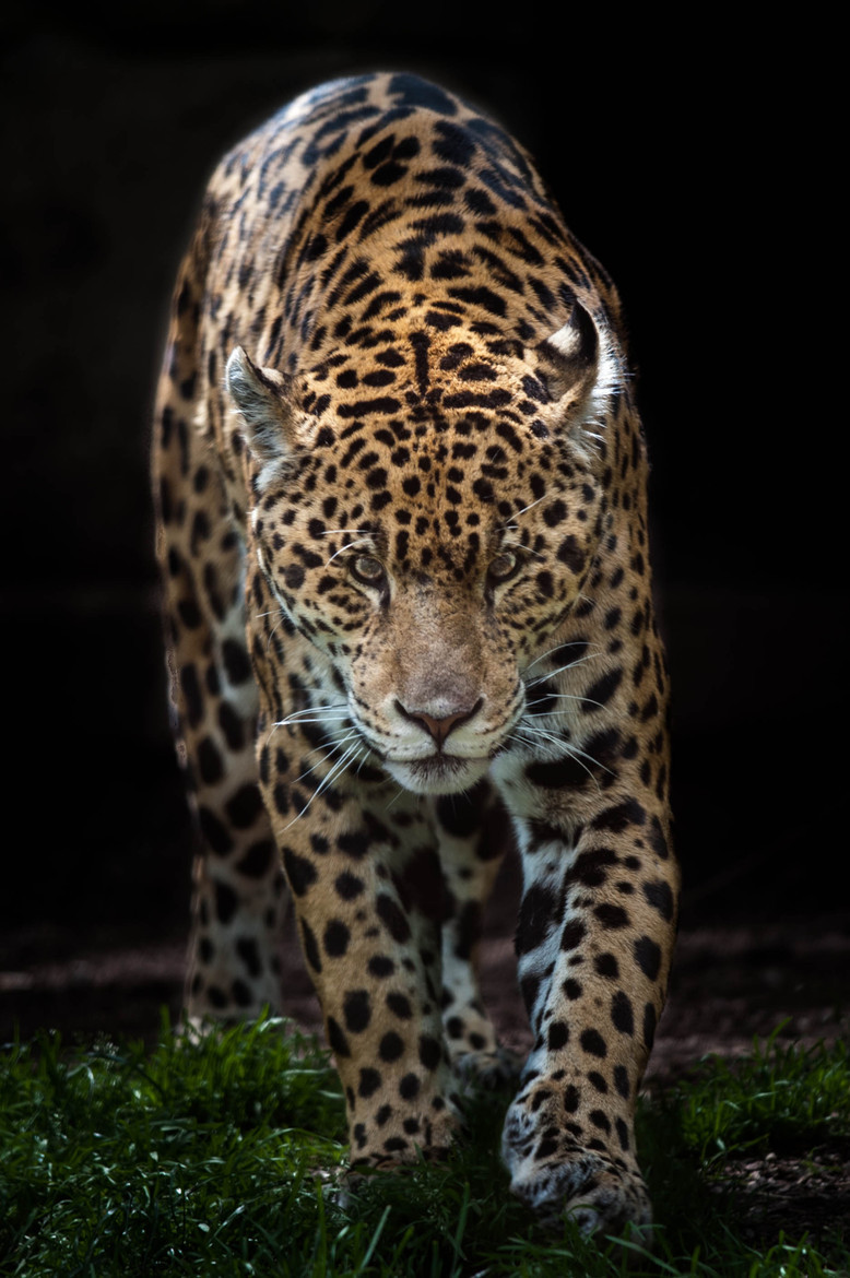 Bendhur    llbwwb:  (via 500px / Stalking Jaguar by Justin Lo)