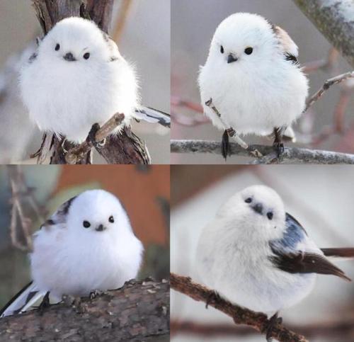 awwww-cute: The Korean Crow-Tit looks like a cotton ball ploof with a cute little face :) (Source: h