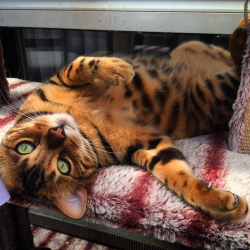 wordsnquotes:  culturenlifestyle: Energetic Bengal Cat Called Thor Has the Most Attractive Pin Striped Fur Thor is a lovable, demanding and energetic Bengal cat with the most unique and beautiful fur.  Keep reading 