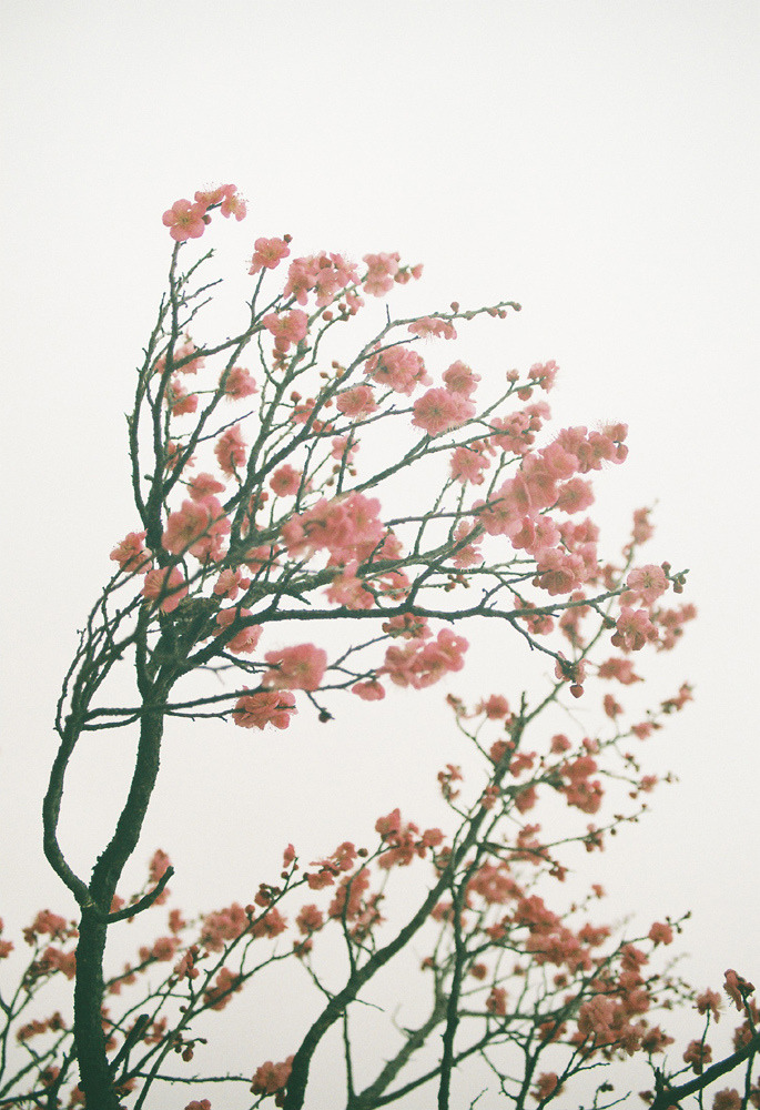 waves-underneath:  ethertune:  Japanese apricot (*:Hinata:*)  -
