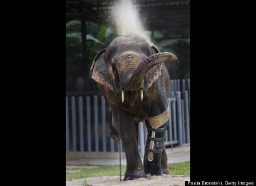 sixpenceee:  A 50-year-old elephant in Thailand who lost her left front leg a few years ago is now kicking it up with a new prosthetic.The elephant, named Motala, lost the appendage in 1999 after she accidentally stepped on a land mine left over from