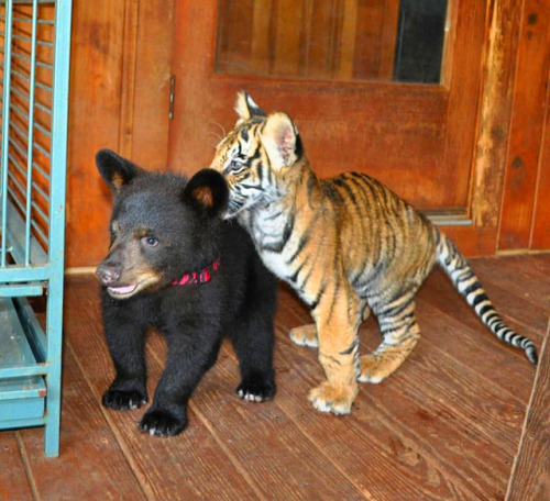 cat-pictures-daily:puppy and kitten yeAAAA!!