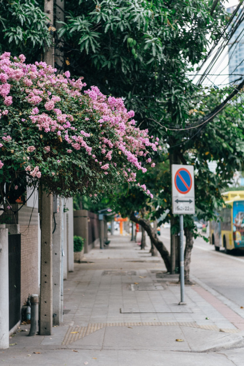 norsezwritesmusic: Sidewalk flowers