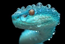 exotic-venom:  (Trimeresurus albolabris insularis)  white lipped island pit viperKomodo Island population