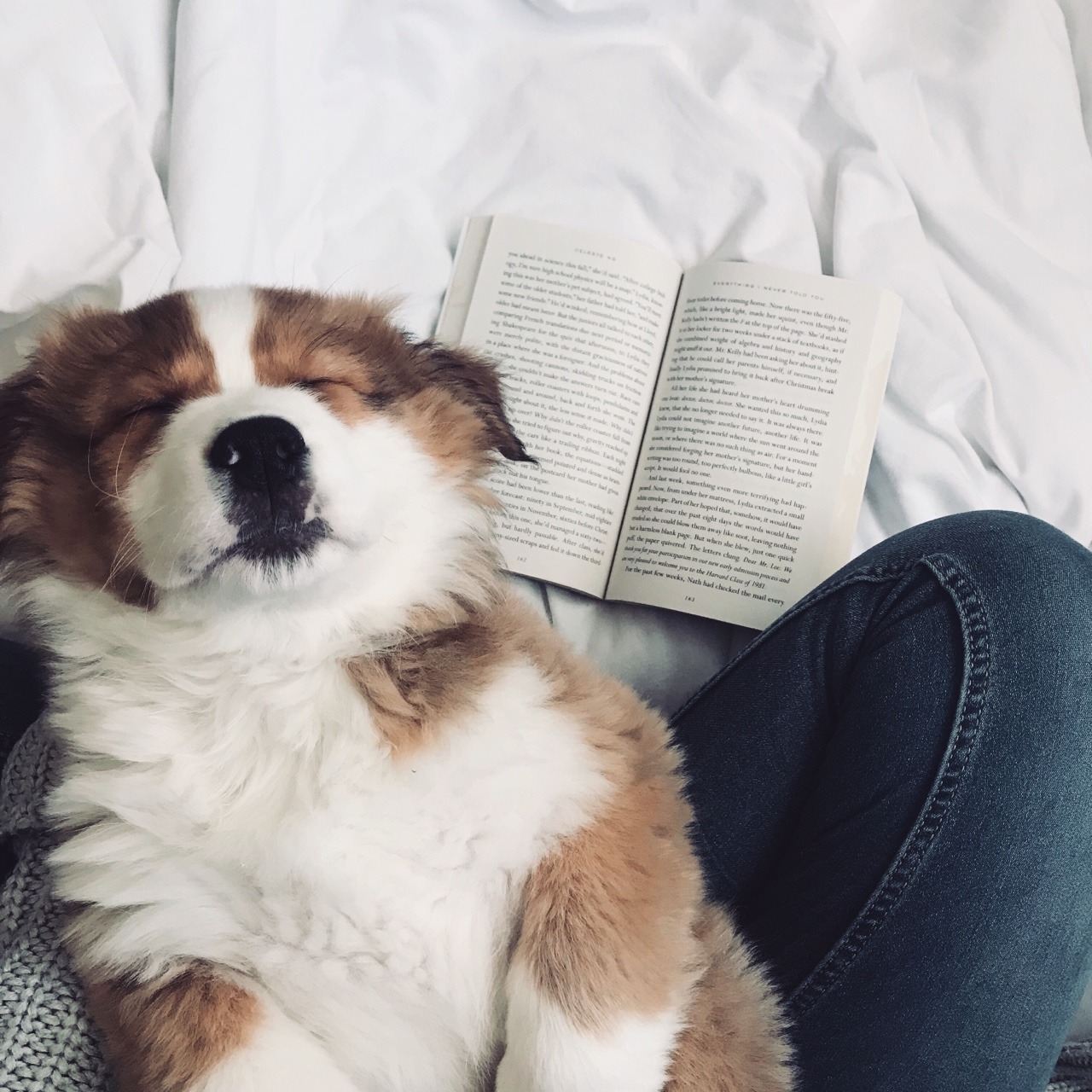 siriusly-bookish:“Happy New Year! Because of this guy, my last read of 2017 turned into my first read of 2018. You know, puppies are really distracting.”