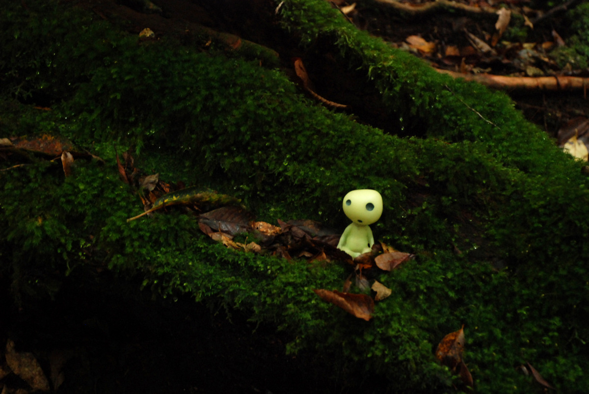 positive-everything:  19.11.2015 Yakushima This morning I woke up early to catch