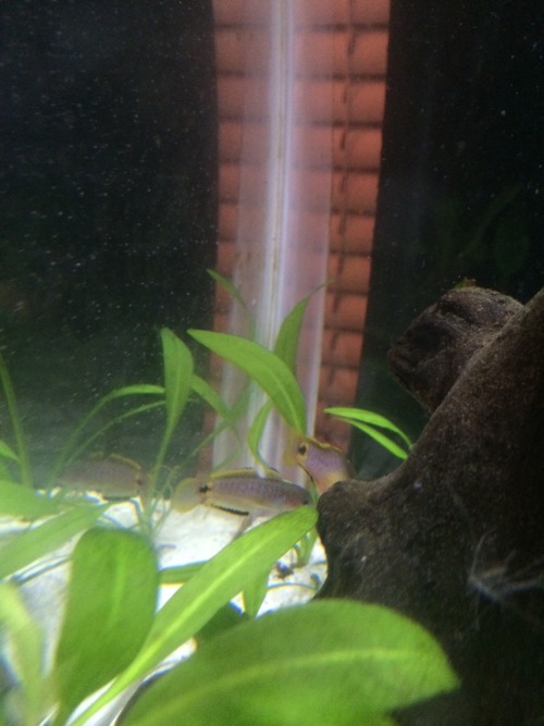 travisdukeman:Got a second peacock gudgeon today, i think the one I had before is a female (bigger y