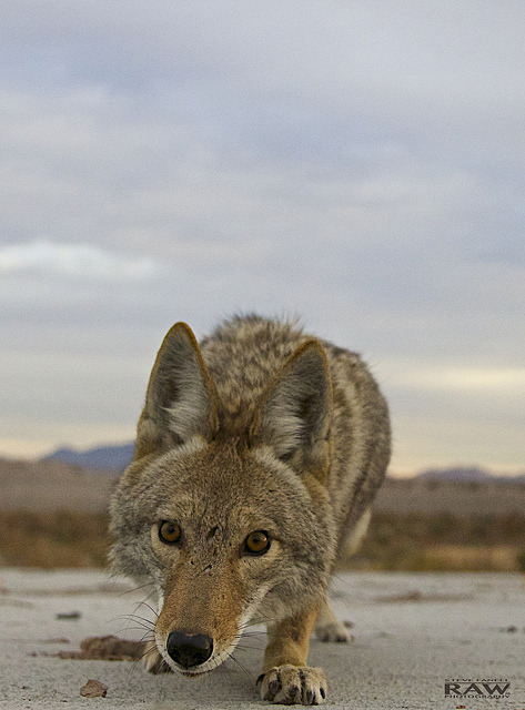 yipyapyote:Coyote pack by Steve Fanell Raw Photography on Flickr.