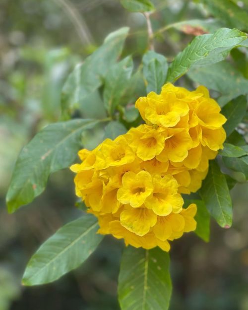 Happy Lei Day! #yellowflower #plants #flowers #Oahu #waimea #waimeavalley (at Waimea Valley) https:/