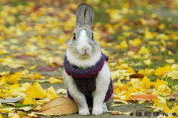 bad-enough-dude:  winter-bunrab:  venomousbunny:  Buns in clothes.  ;ww;  IT’S A GOOD MORNING FOR BUNNIES IN SWEATERS 