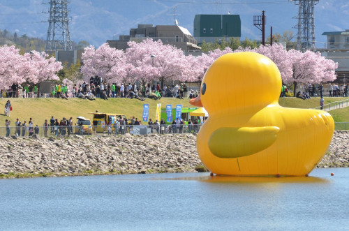 hetgallery:ラバーダック2016 大阪･狭山池 - Нет 大阪建築デザイン: フロレンティン・ホフマンRubber Duck Sayamaike,Osaka,JapanFlorentijn
