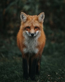 everythingfox:  “Red Fox” ~ Jeremy Vessey