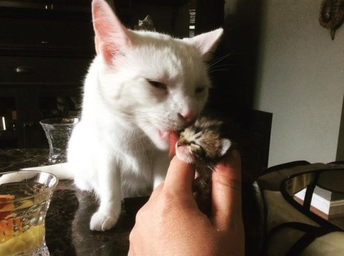 blackbirdandthefox: catsbeaversandducks: Benny The Surrogate Cat Dad Benny gets the most joy wh