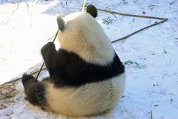 Giantpandaphotos:  Po In The Snow At Zoo Atlanta In Georgia, Us, On January 31, 2014.