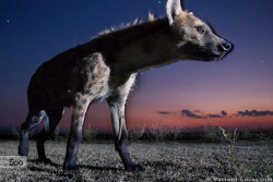 noticiero:  Hyena at Dusk by wildlife   So