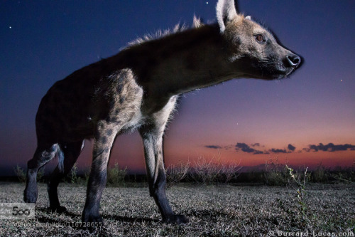 noticiero:  Hyena at Dusk by wildlife   So neckyAll the better for hugging ‘round