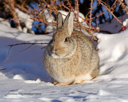 photosofsouthwestmt:Happy New YearLet’s start the New Year with a Horse Prairie Valley cottontail. Here’s hoping you and yours have good 2017.Nikon D7100, Manual Mode, Tamron 150-600mm VC, F/6.3, ISO-100, ET 1/800, Focal Length 380mm, Hand Held Vibration